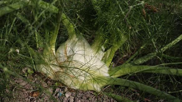 茴香苗有哪些种植方法 农民朋友可以参考 农村土地网